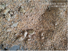 一批水泡受损的玉米23.46吨