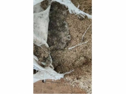 一批水湿发霉变质并发臭的多哥进口芝麻（榨油用）2.5吨