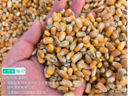 一批水湿受损的玉米130吨