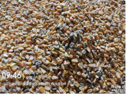 一批水湿受损的玉米525吨