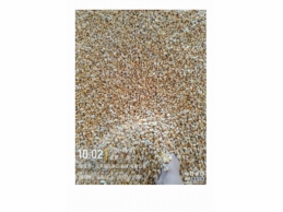 一批水湿受损的玉米约83
