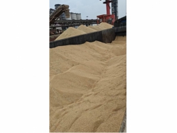 一批受损的小麦533.28吨
