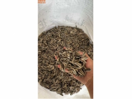 一批雨淋受损的瓜子50袋