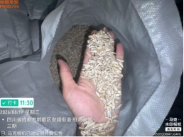 一批受损的葵花籽4.375吨