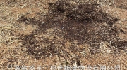2026年7月8日下午16:00开始拍卖一批雨淋受损的小麦778.53吨